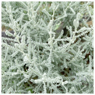 庭から始まる豊かな暮らし